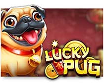 Lucky Pug